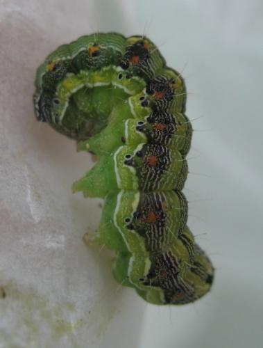 Helicoverpa armigera