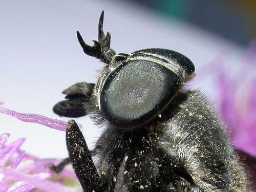 Dasyrhamphis ater