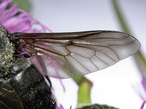 Dasyrhamphis ater