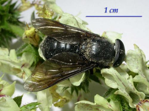 Dasyrhamphis ater