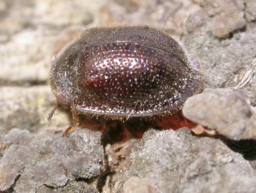 Réf. 13 175 : Thymalus limbatus
