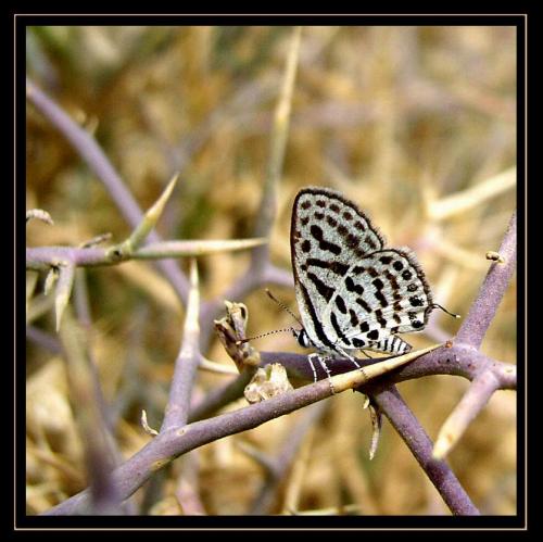 Tarucus sp.