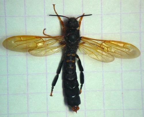 Tremex fuscicornis