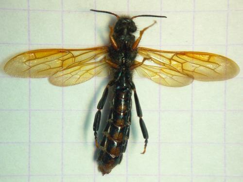 Réf. 13 704 : Tremex fuscicornis