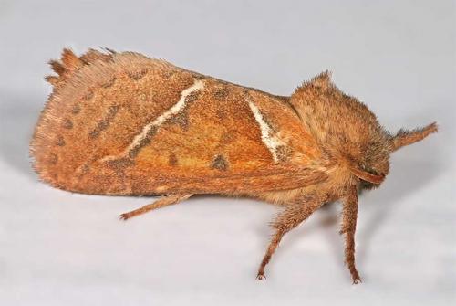 Triodia sylvina