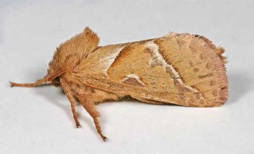 Triodia sylvina