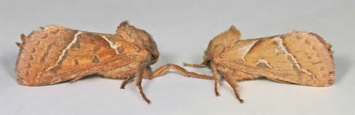 Triodia sylvina
