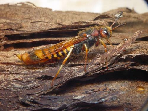 Tremex fuscicornis
