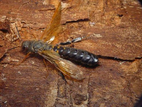 Réf. 13 314 : Tremex fuscicornis