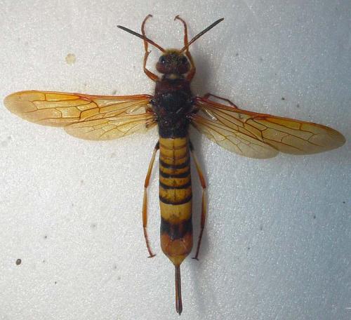 Tremex fuscicornis