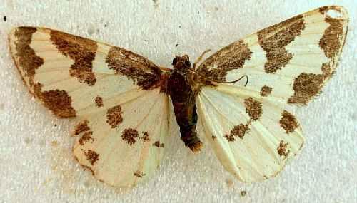Réf. 13 656 : Lomaspilis marginata