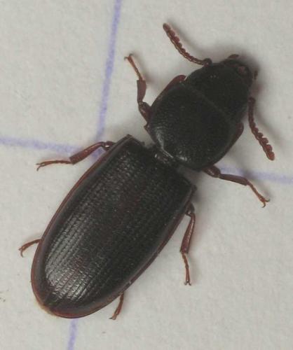 Réf. 13 833 : Tenebroides fuscus