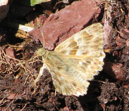 Réf. 13 529 : Carcharodus baeticus