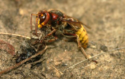 Vespa crabro