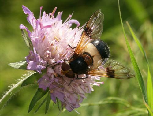 Volucella pellucens