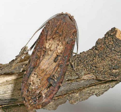 Réf. 13 827 : Agrotis ipsilon