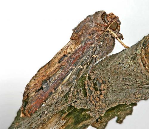 Réf. 13 829 : Agrotis ipsilon