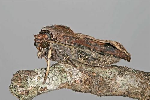 Réf. 13 830 : Agrotis ipsilon