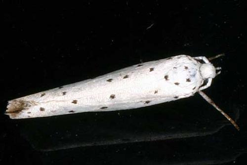Yponomeuta sp.