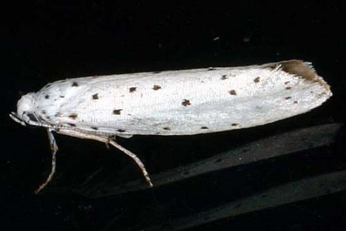 Yponomeuta sp.