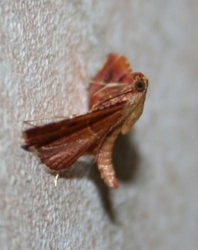 Réf. 13 194 : Endotricha flammealis