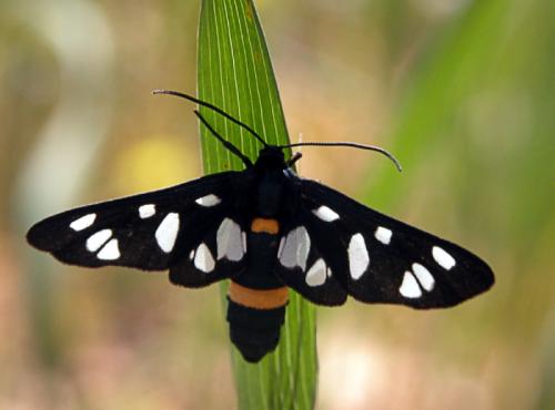 Amata kruegeri