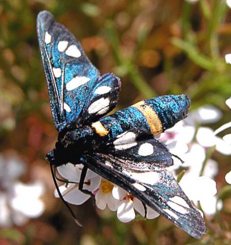 Amata kruegeri