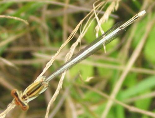 Platycnemis sp.