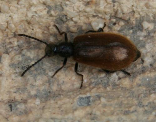 Lagria sp.
