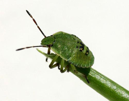 Palomena prasina