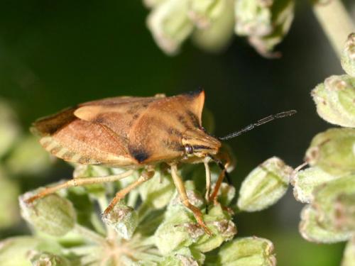 Carpocoris fuscispinus