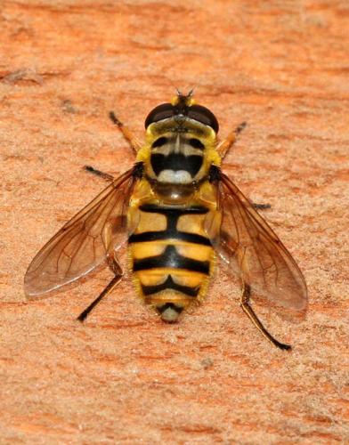 Myathropa florea