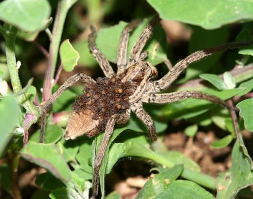 Hogna radiata