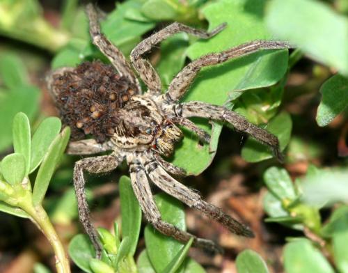 Hogna radiata