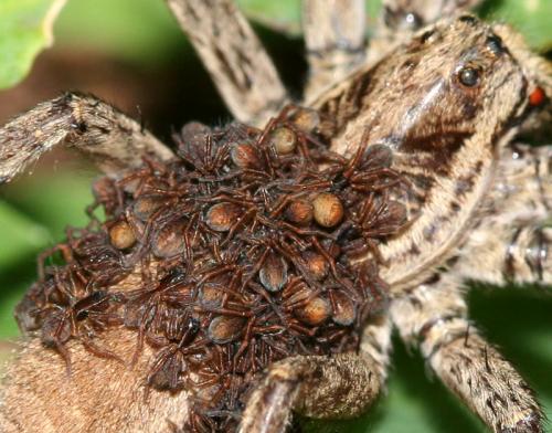 Hogna radiata