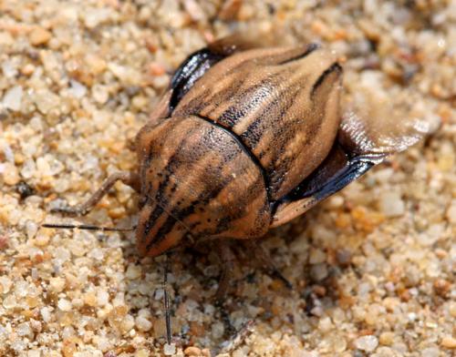 Odontotarsus purpureolineatus