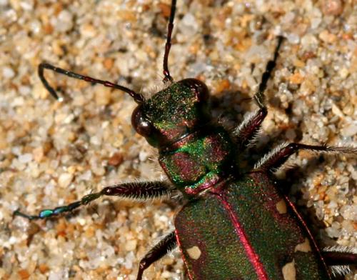 Réf. 13 877 : Cicindela maroccana pseudomaroccana