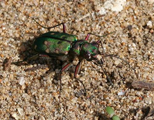 Réf. 13 876 : Cicindela maroccana pseudomaroccana