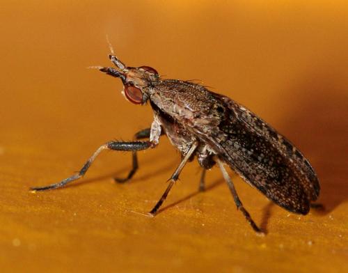 Euthycera cribrata
