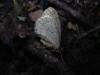 13037 – Photo : Nicolas Tobak – France (74)