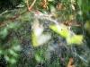 13019 – Photo : G. Cerda – France (05)