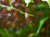 13021 – Photo : G. Cerda – France (05)
