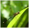 13437 – Photo : Jeff – Sri Lanka