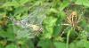 13073 – Photo : jujibru – France (40)