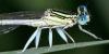 13134 – Photo : Arthropa - Benoit Martha – France (64)