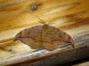 13405 – Photo : Arnaud Jean-Pierre – France (09)