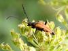 Stictoleptura rubra