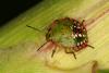 13067 – Photo : JEF – France (40)