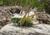 13011 – Photo : Vincent Lefebvre – France (48)