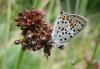13016 – Photo : Vincent Lefebvre – France (48)